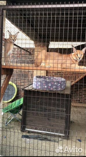 Тротуарная плитка