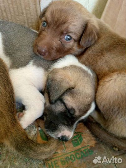 Щеночки в добрые руки