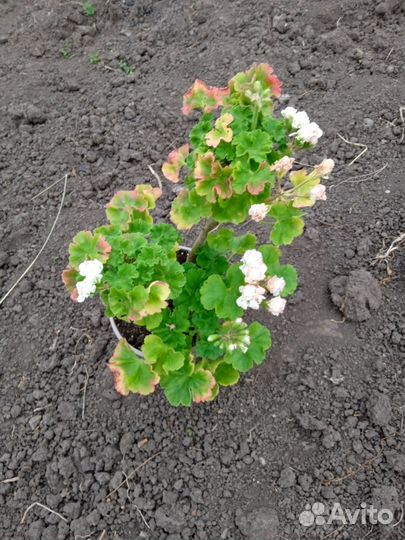 Пеларгония