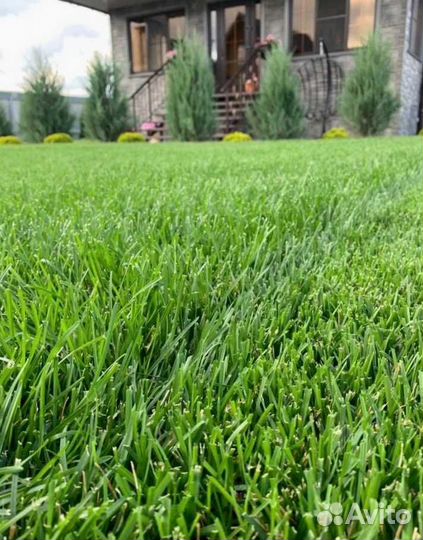 Рулонный газон, газон посевной