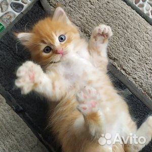 Сибирские котята
