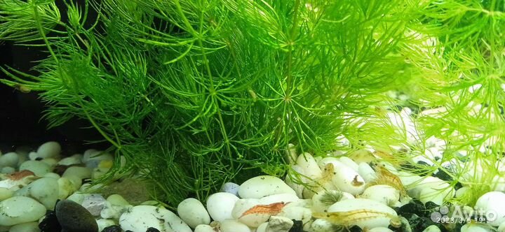 Аквариумные креветки, мальки гуппи