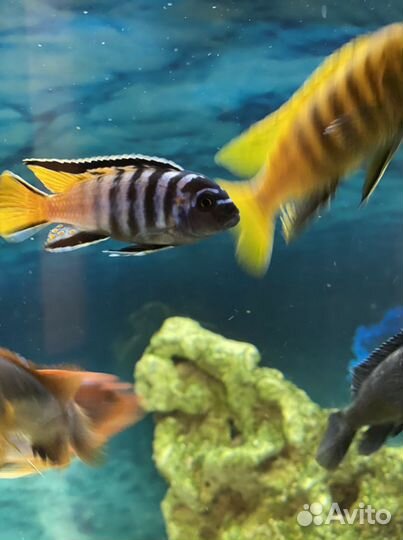 Малавийские цихлиды