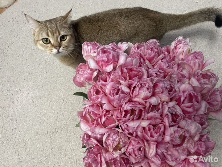 Вязка шотландского кота