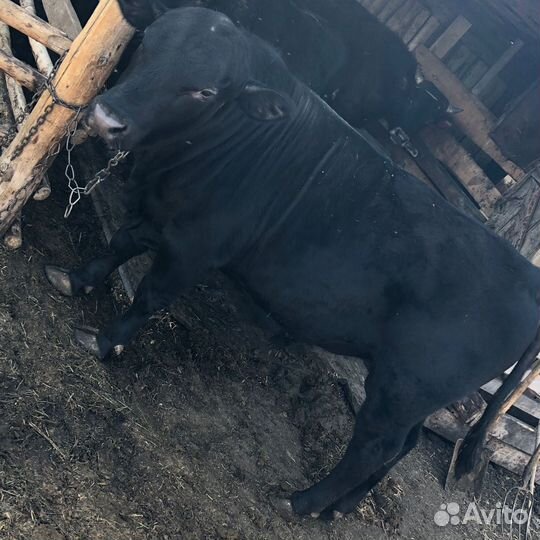 Быки на племя