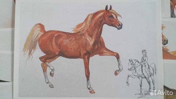 Набор открыток Наш друг лошадь 1988 г