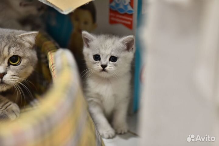 Шотландские котята