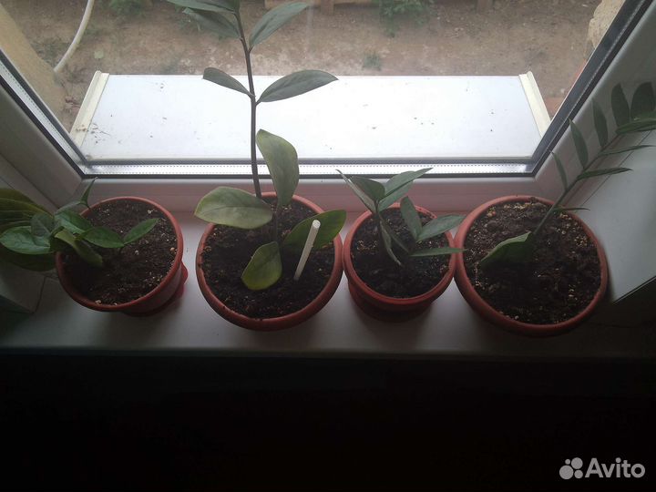 Замиокулькас