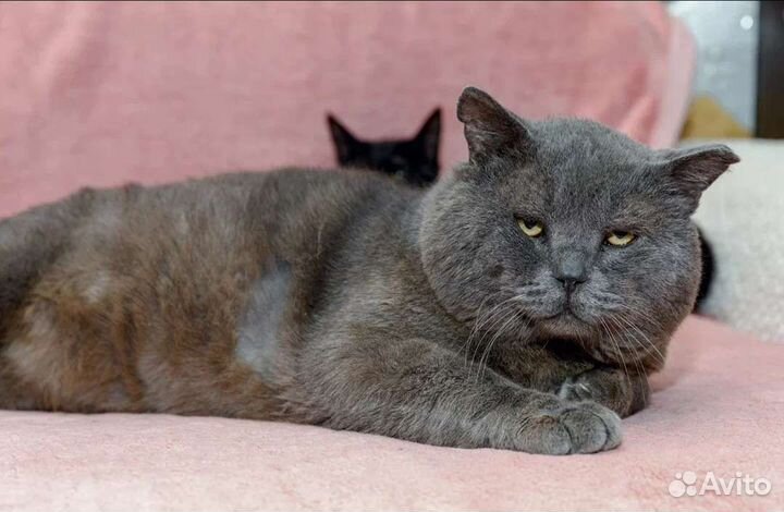 Шотландец,огромный,около 10 кг