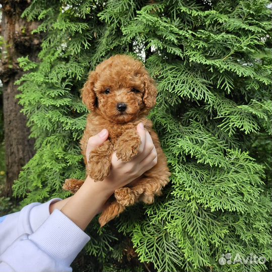 Той-пудель девочки РКФ