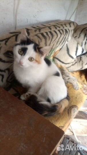 Приют для животных