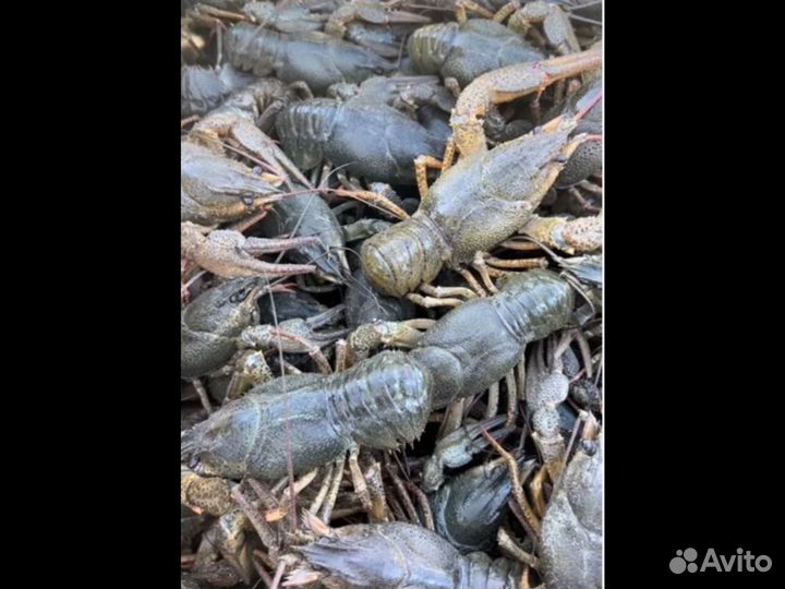 Раки Крупный и средний