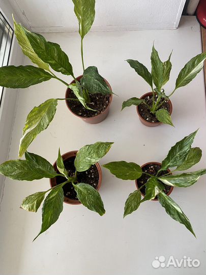 Спатифиллум джемени