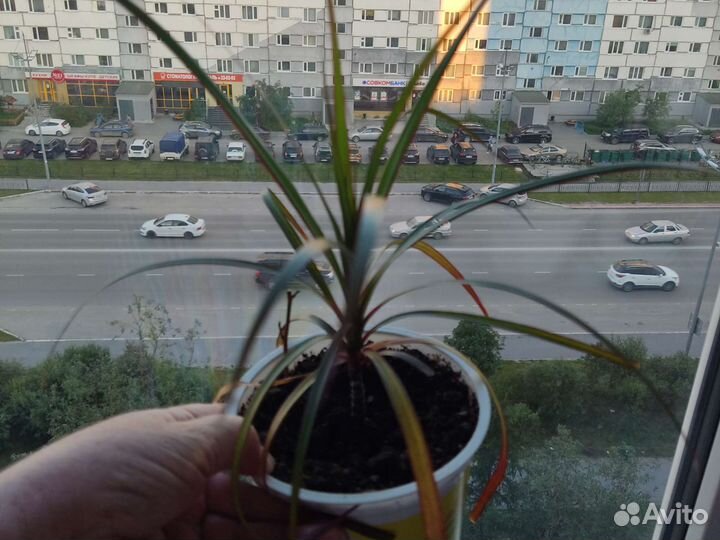 Комнатные растения