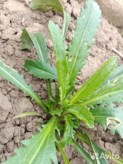 Ромашка Махровая