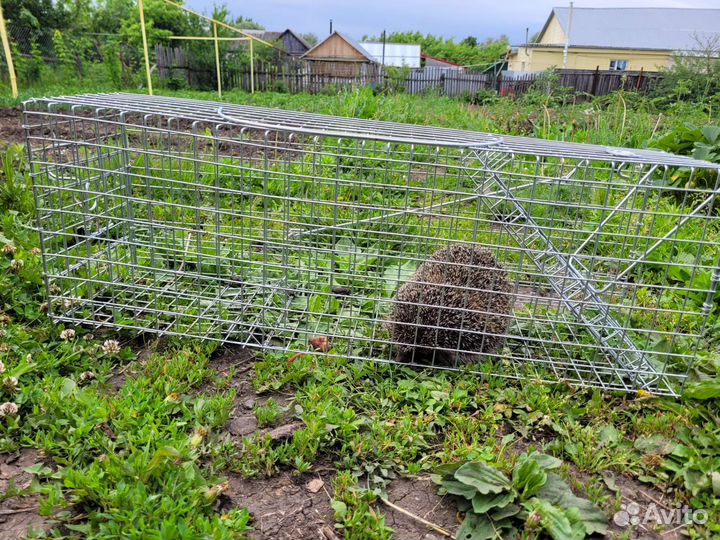 Котоловка живоловушка