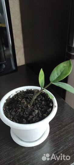 Замиокулькас