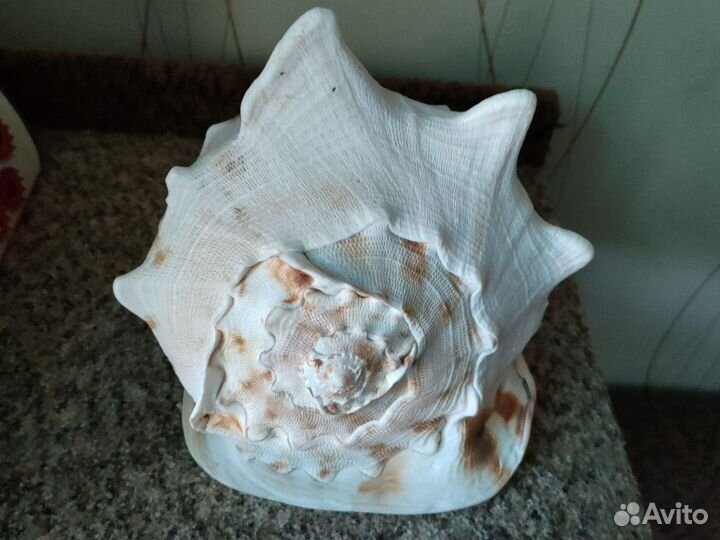 Ракушка морская и рыбки данио глофиш