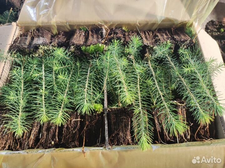 Саженцы сосны и ели окс от производителя