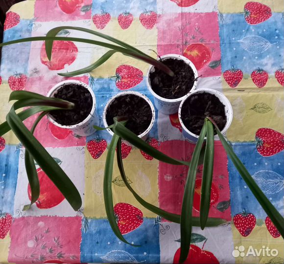 Гиппиаструм. Амариллис