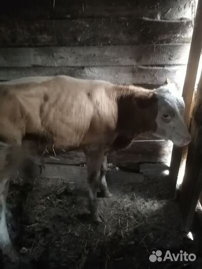 Бычки и быки