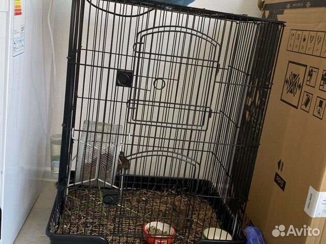 Чилийские белки Дегу с клеткой купить в Московском | Животные и ...