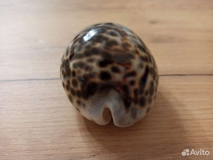 Морская раковина