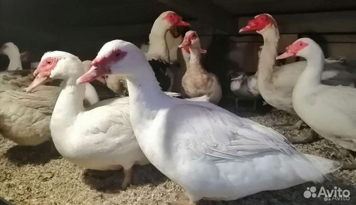 Индоутка Инкубационное яйцо