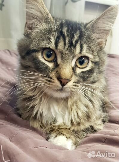 Котенок в дар бесплатно