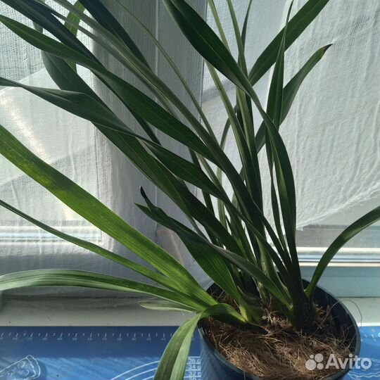 Орхидея цимбидиум Сара Джейн айс каскад