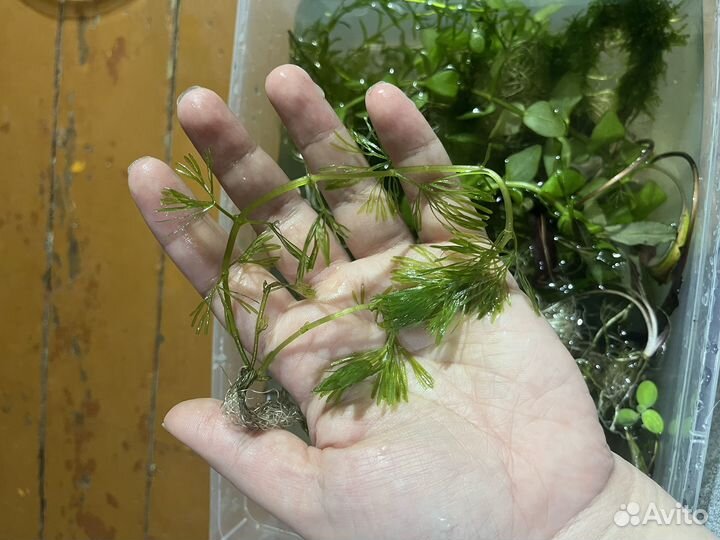 Аквариумные растения водоросли