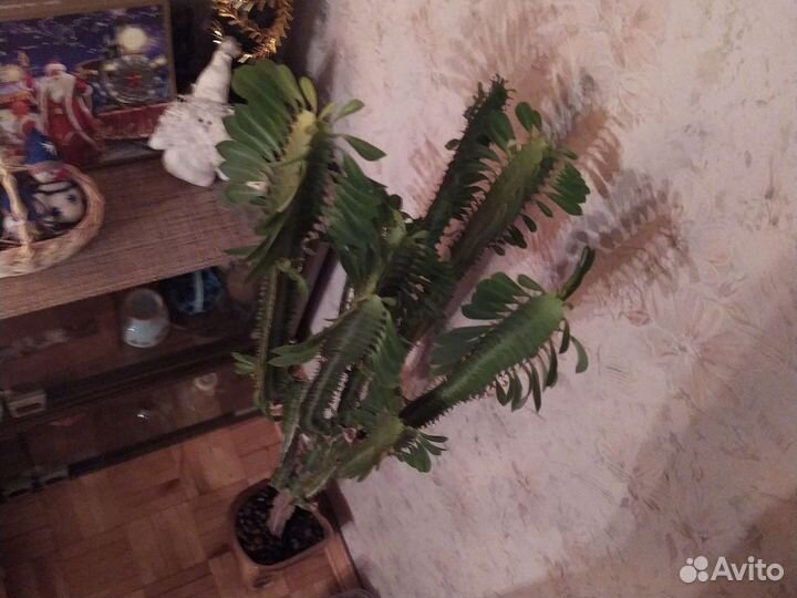 Кактус молочай трехгранный 1,1 м с горшком