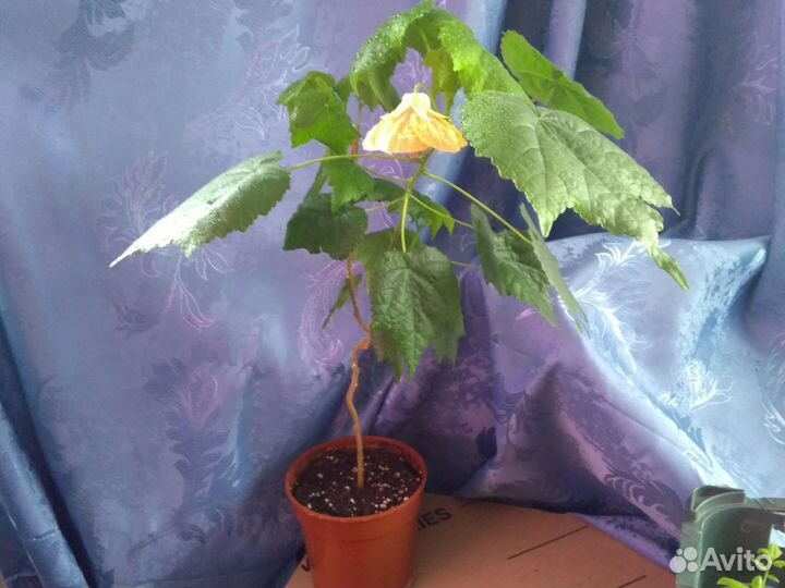 Комнатные цветы абутилон