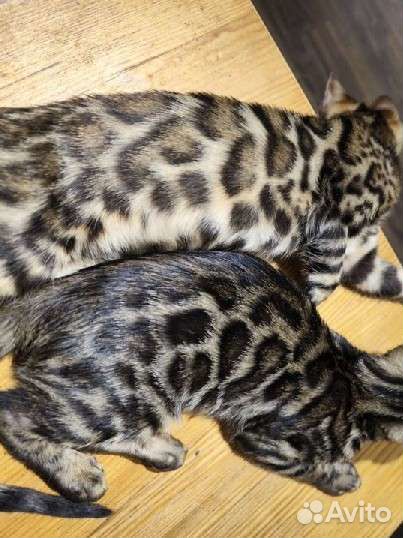 Бенгальские котята