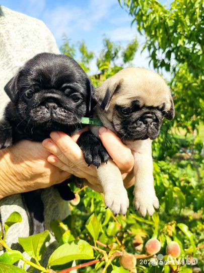 Щенки мопса