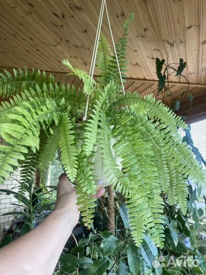 Хойя, папоротник, кливия