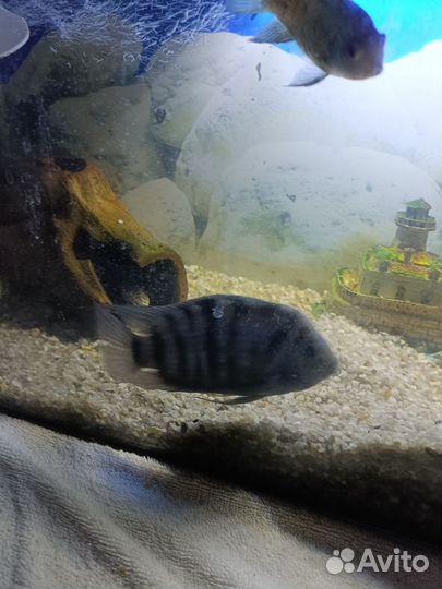 Цихлезомма зебра