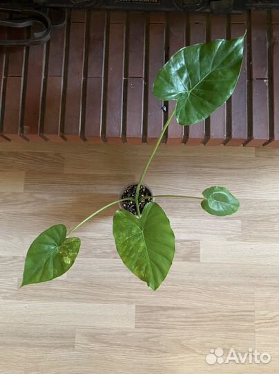 Алоказия гагеана вариегатная