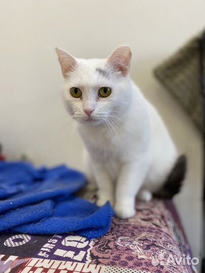 Кошка Фета в добрые руки