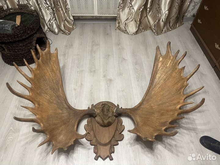 Рога лося 1,5 метра