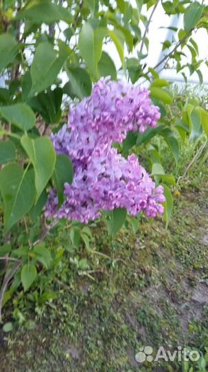 Сирень пышная фиолетовая