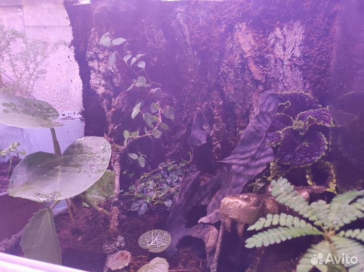 Обустройство террариумов для пауков / рептилий