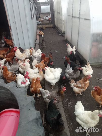 Куры несушки