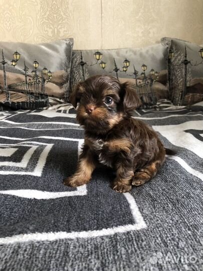 Йоркширский терьер