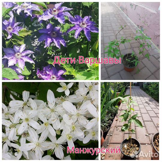 Садовые цветы