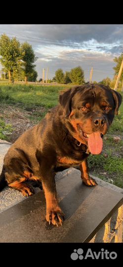 Ротвейлер вязка