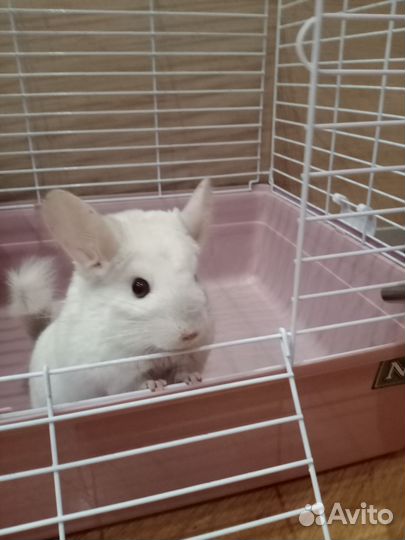 Шиншилла белая