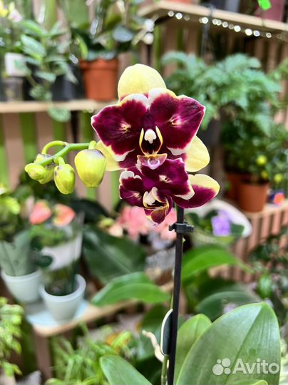 Орхидея фаленопсис мини бабочка желто-фиолетовая