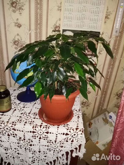 Фикус бенджамина