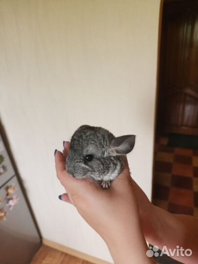 Продам Шиншилл
